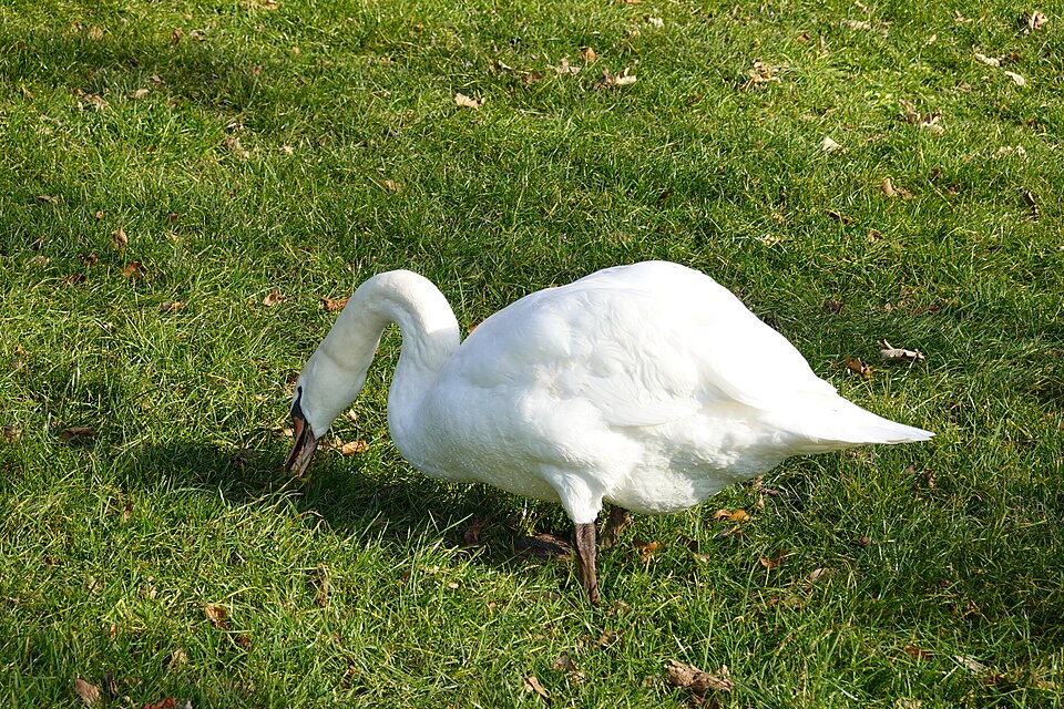 Un cygne à la plage de la Brune, à Veyrier-du-Lac.