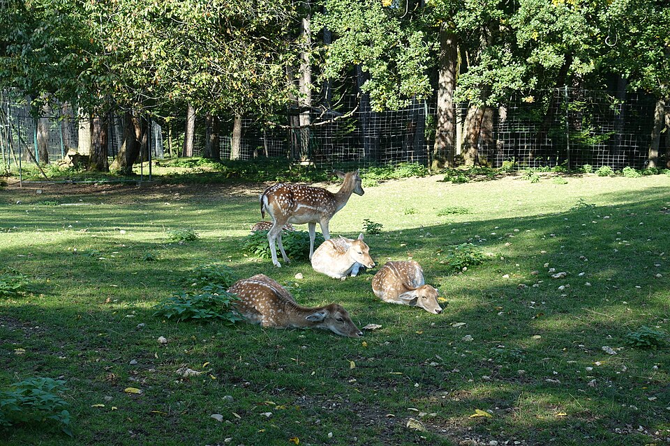 Le parc animalier de la Grande Jeanne au début de l’automne.