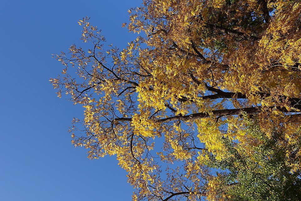 Les Jardins de l’Europe en automne.